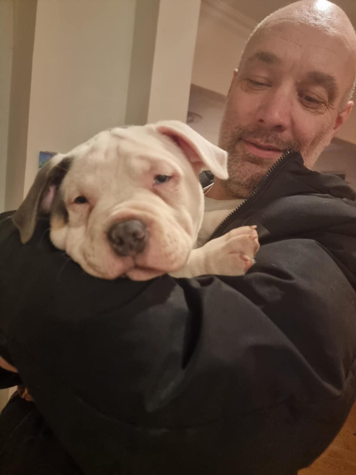 American Bully Ludvig  billede 5