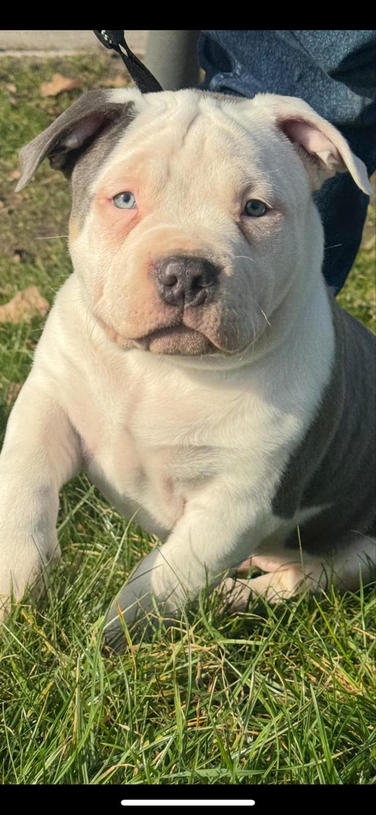 American Bully Ludvig  billede 6