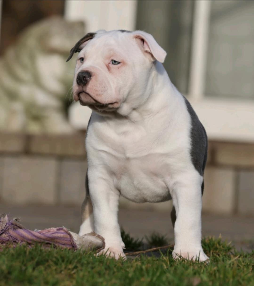 American Bully Ludvig  billede 2