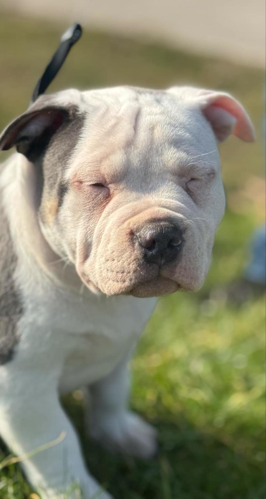 American Bully Ludvig  billede 8