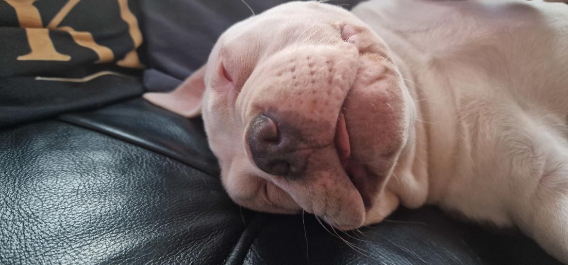 American Bully Ludvig  billede 9