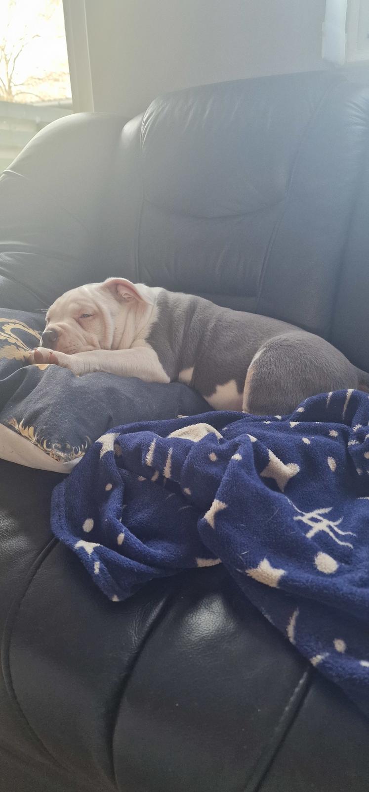 American Bully Ludvig  billede 10