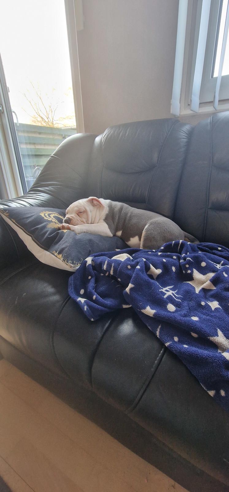 American Bully Ludvig  billede 11