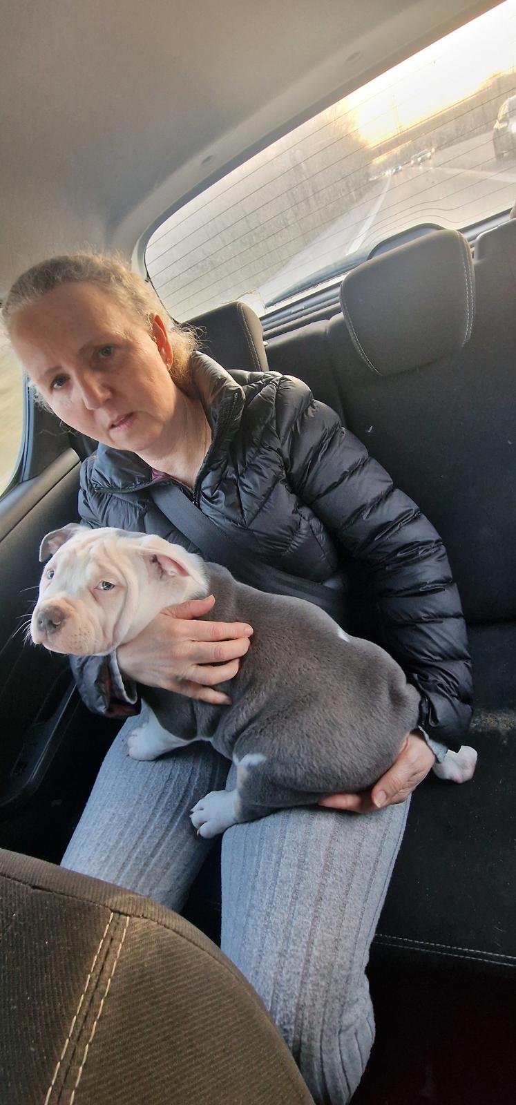 American Bully Ludvig  billede 12