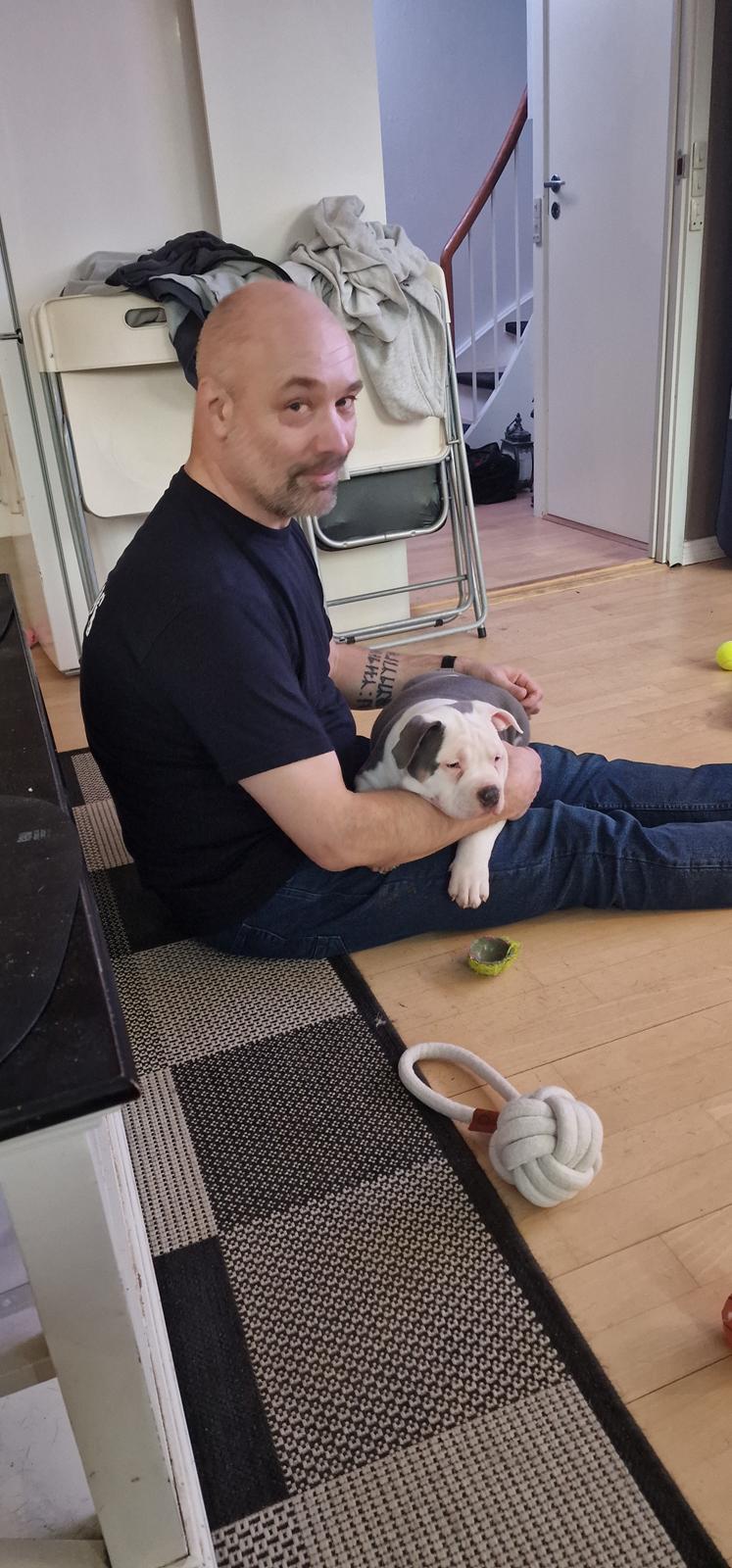 American Bully Ludvig  billede 13