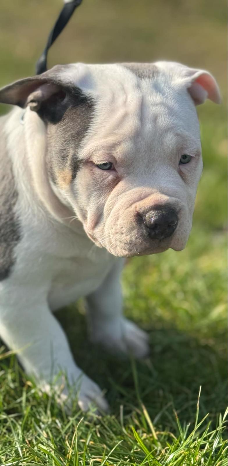 American Bully Ludvig  billede 7