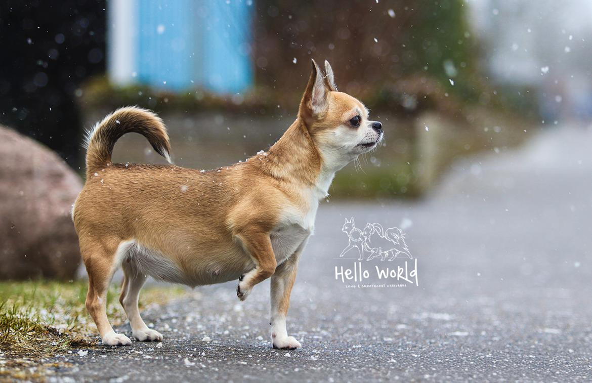 Chihuahua CH. Hello World Pipsqueak "Pixi" billede 4