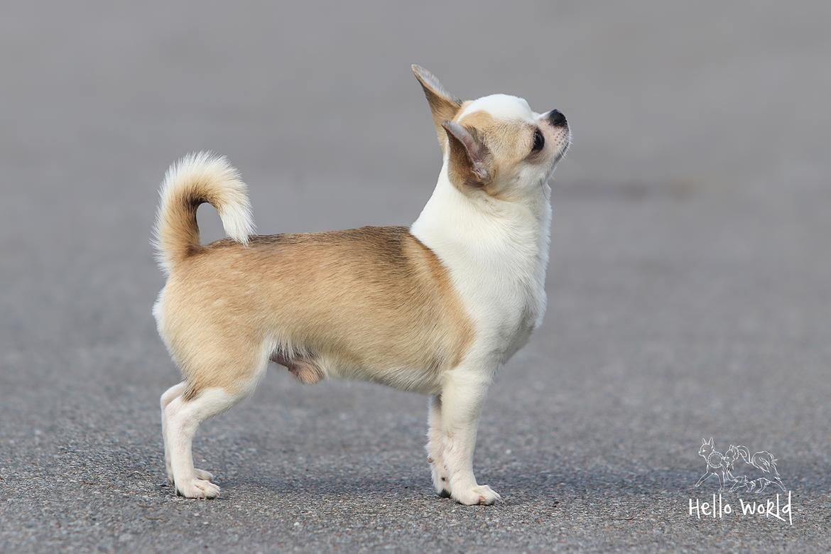 Chihuahua Hello World Attention Deficit Hey Donuts - 2 år gammel billede 1