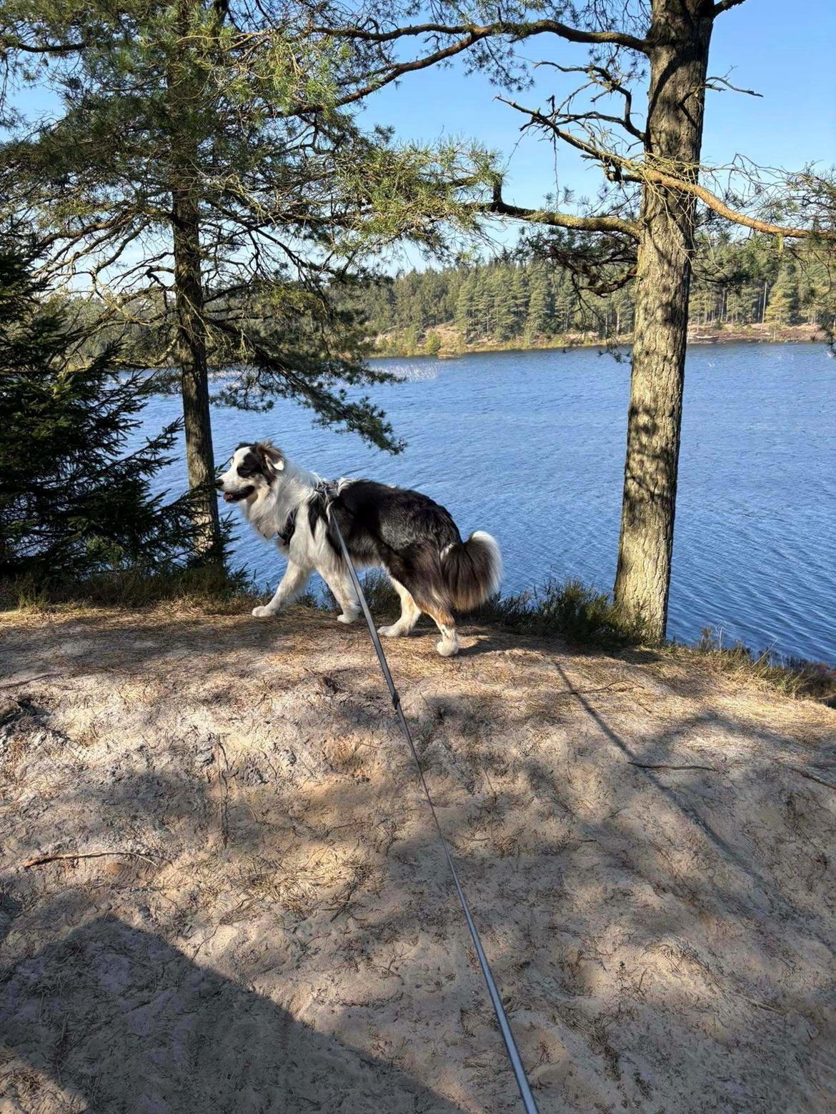 Australian shepherd Milo billede 3