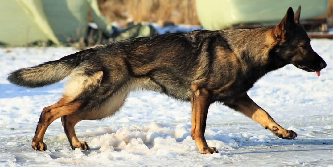 Schæferhund Bayogi Queen. (Enya). billede 1