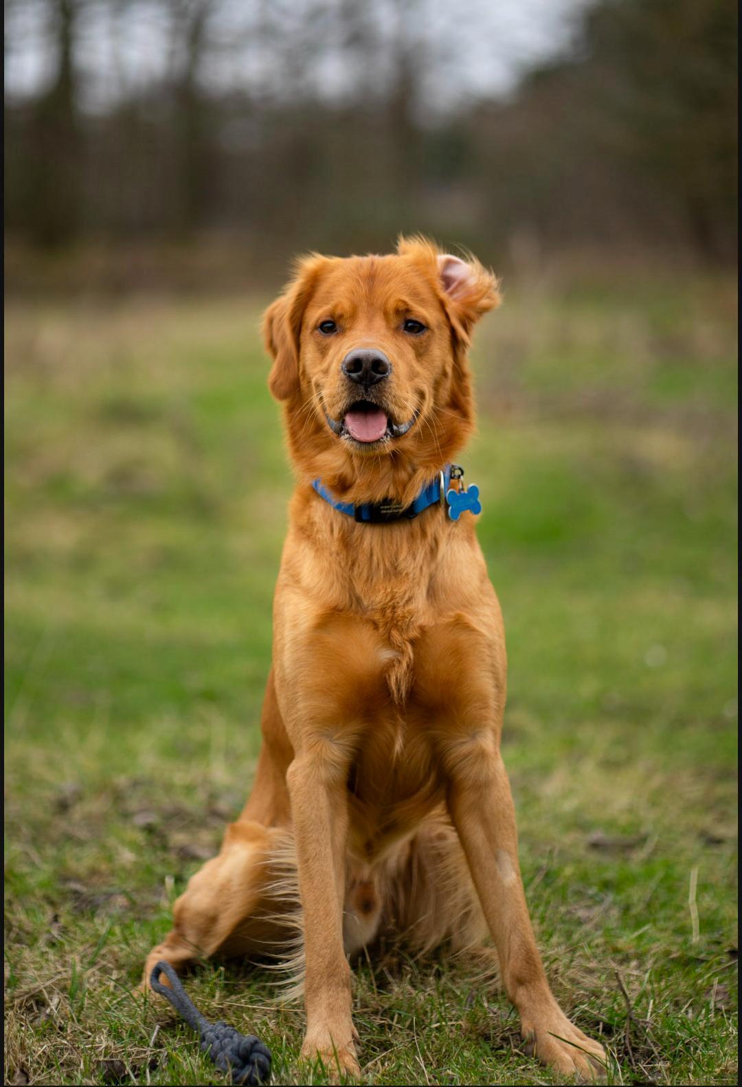 Golden retriever Spirit of Lucca con colore billede 1