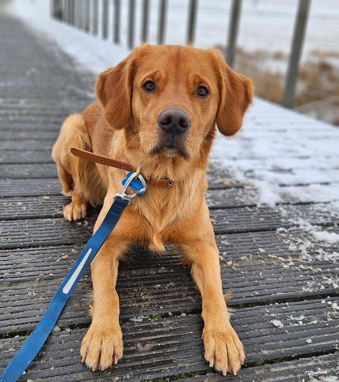 Golden retriever Spirit of Lucca con colore billede 2