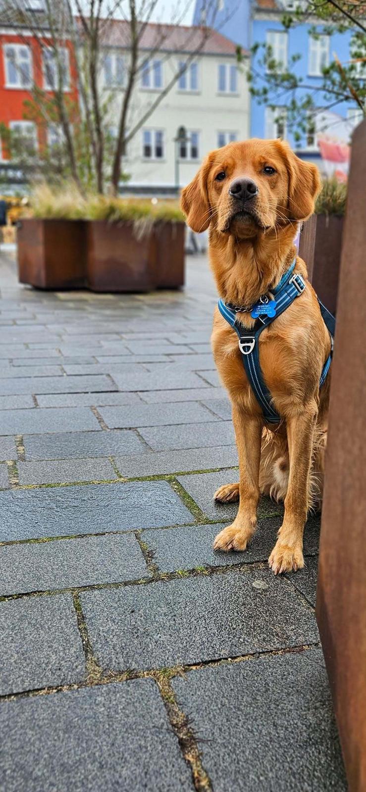 Golden retriever Spirit of Lucca con colore billede 3