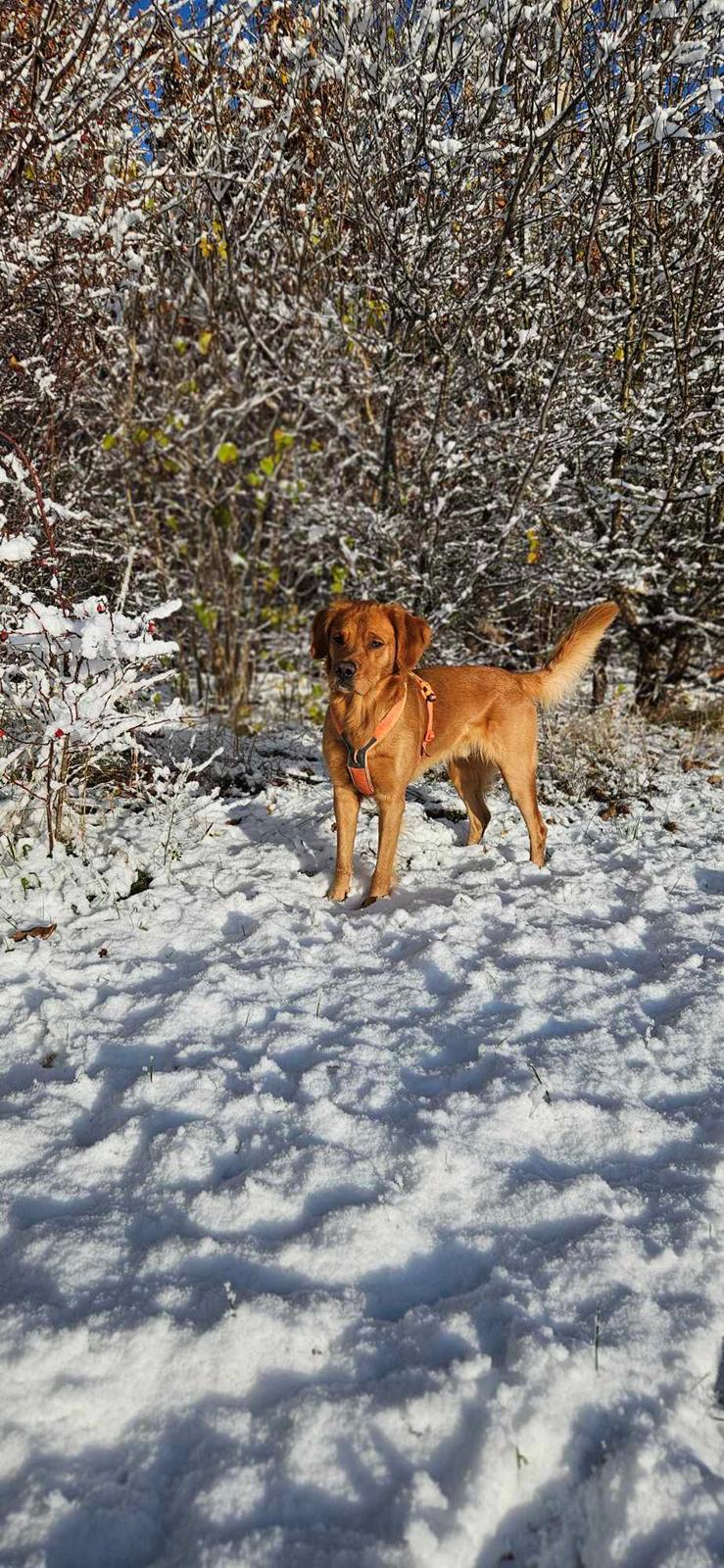 Golden retriever Spirit of Lucca con colore billede 6