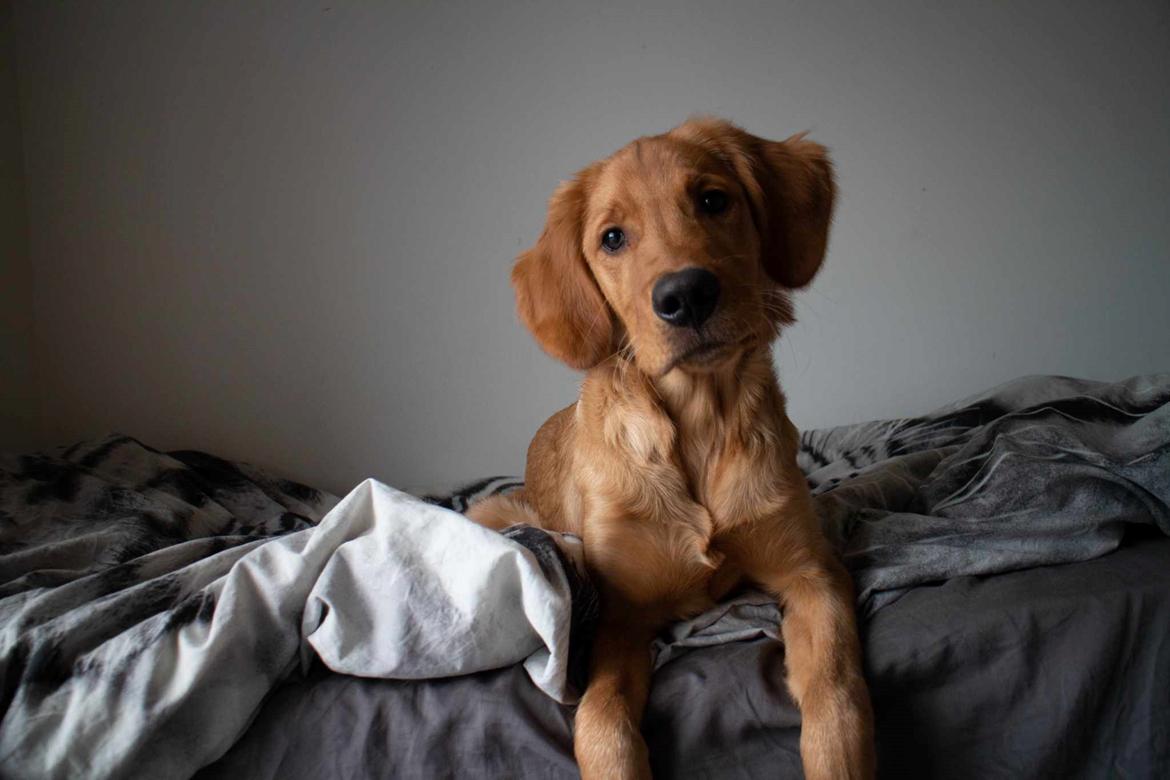 Golden retriever Spirit of Lucca con colore billede 7