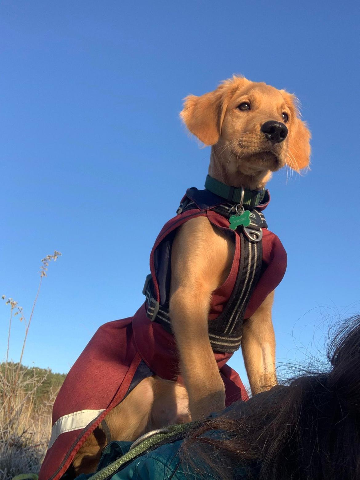 Golden retriever Spirit of Lucca con colore billede 9