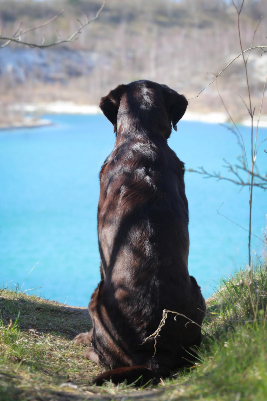 Labrador retriever Cody billede 49
