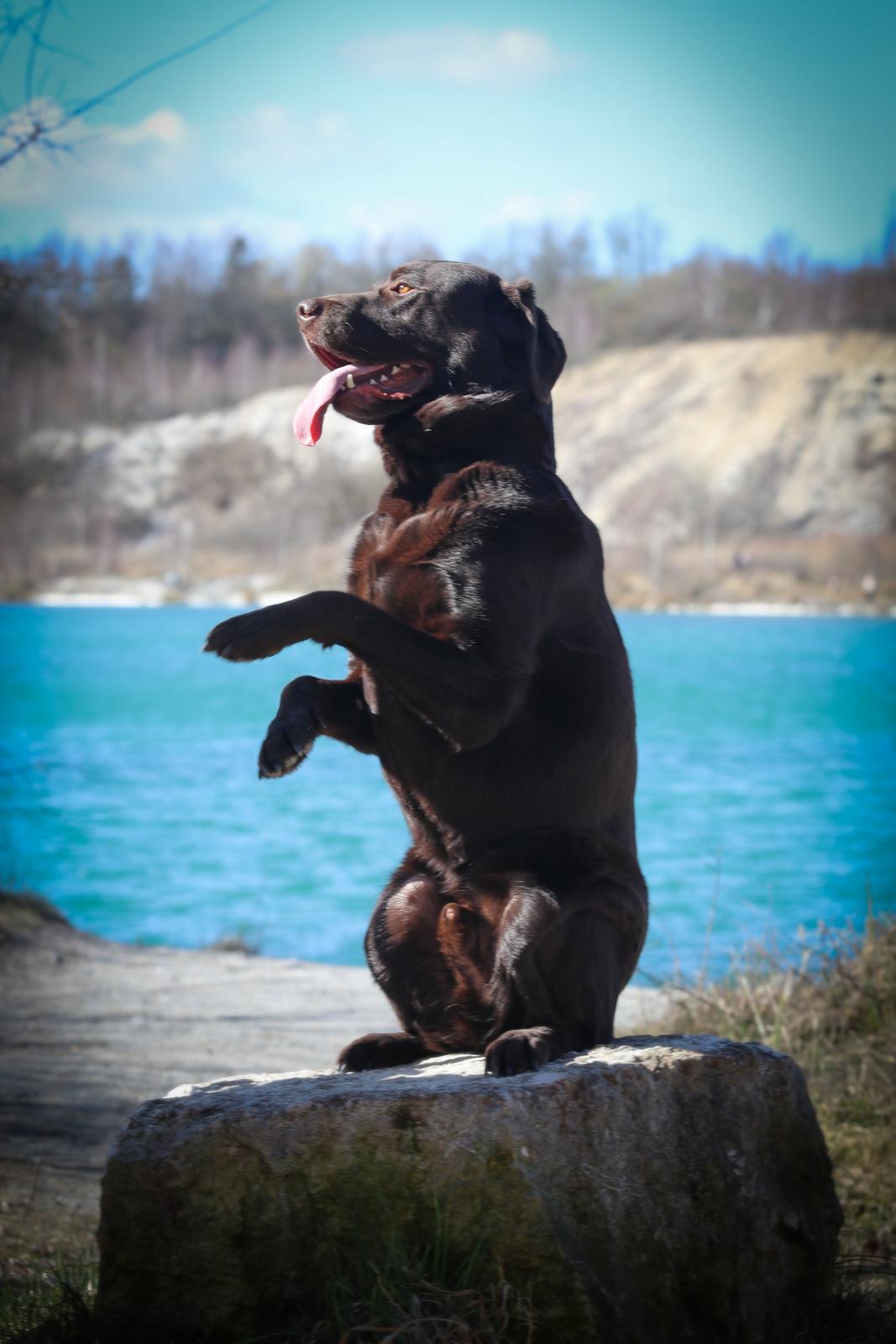 Labrador retriever Cody billede 1