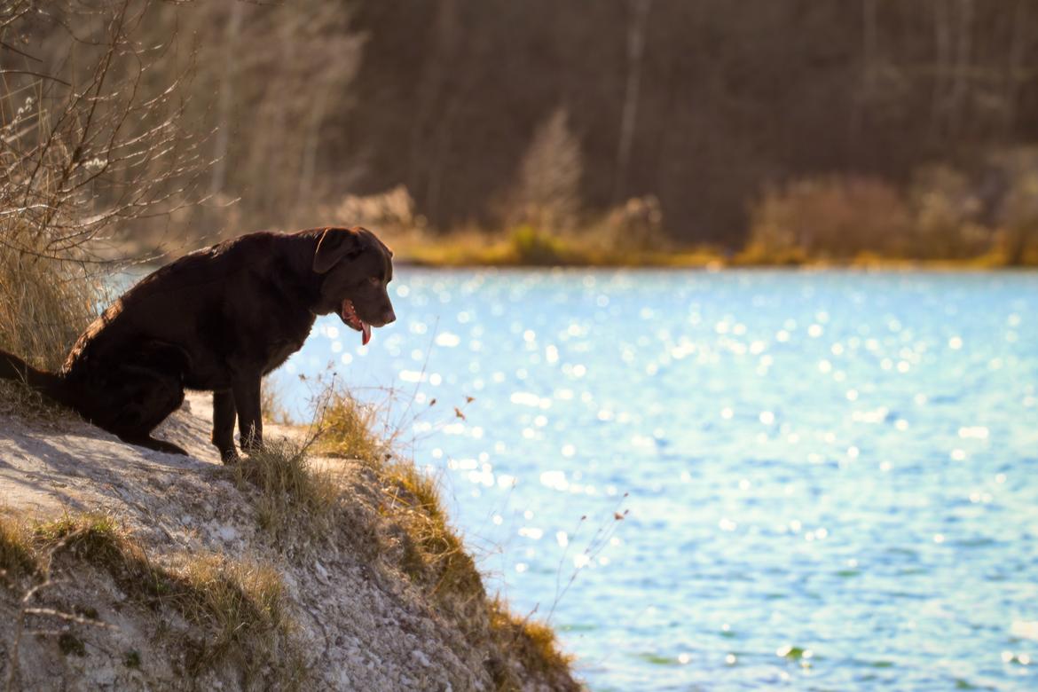 Labrador retriever Cody billede 3
