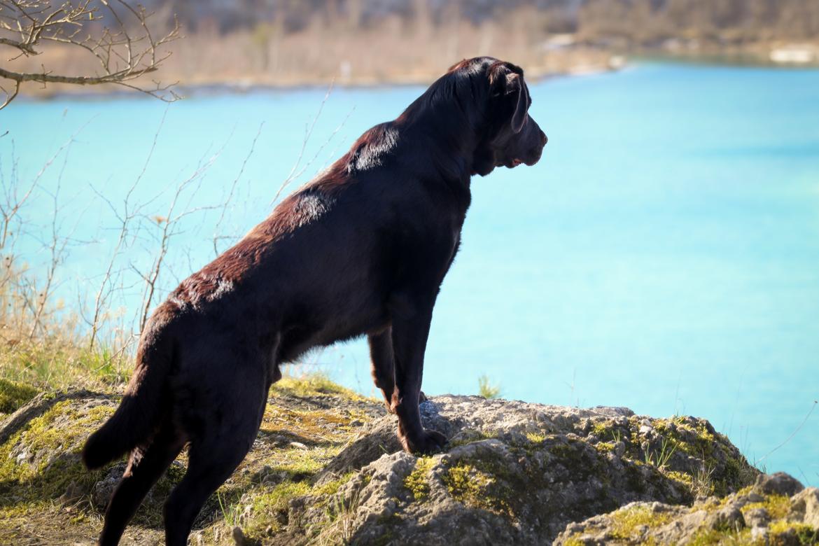 Labrador retriever Cody billede 9