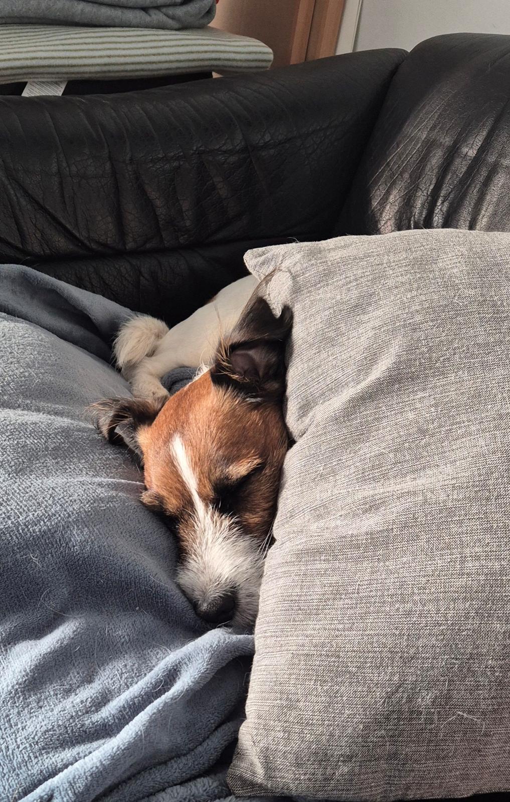 Jack russell terrier Marlo billede 16