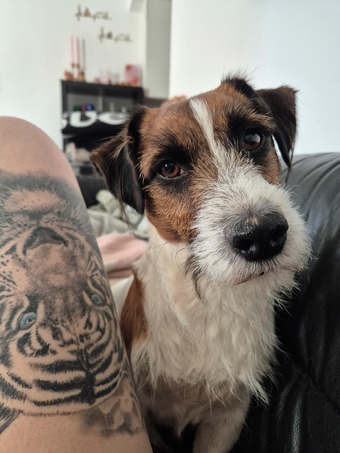 Jack russell terrier Marlo billede 12