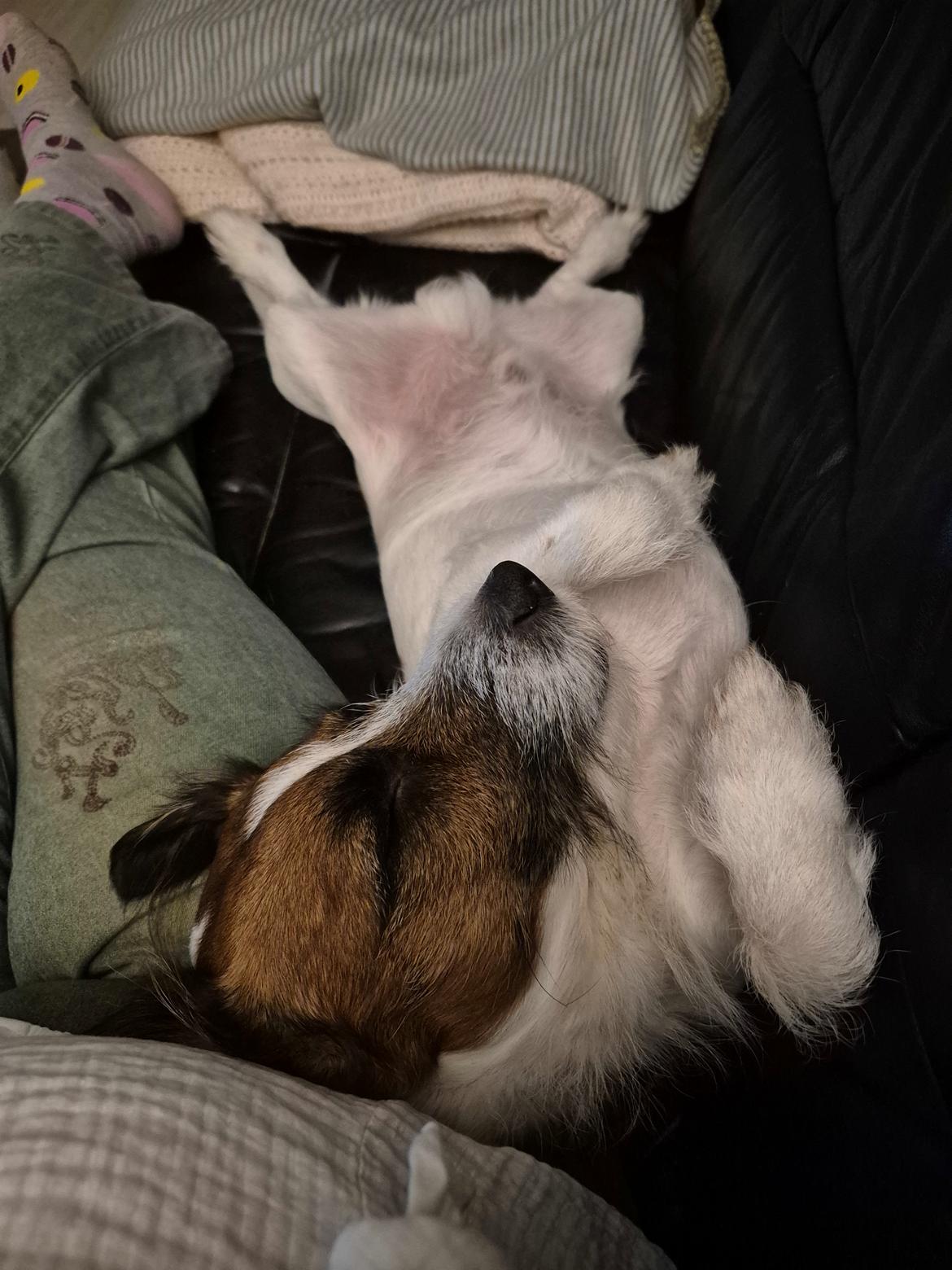 Jack russell terrier Marlo billede 15