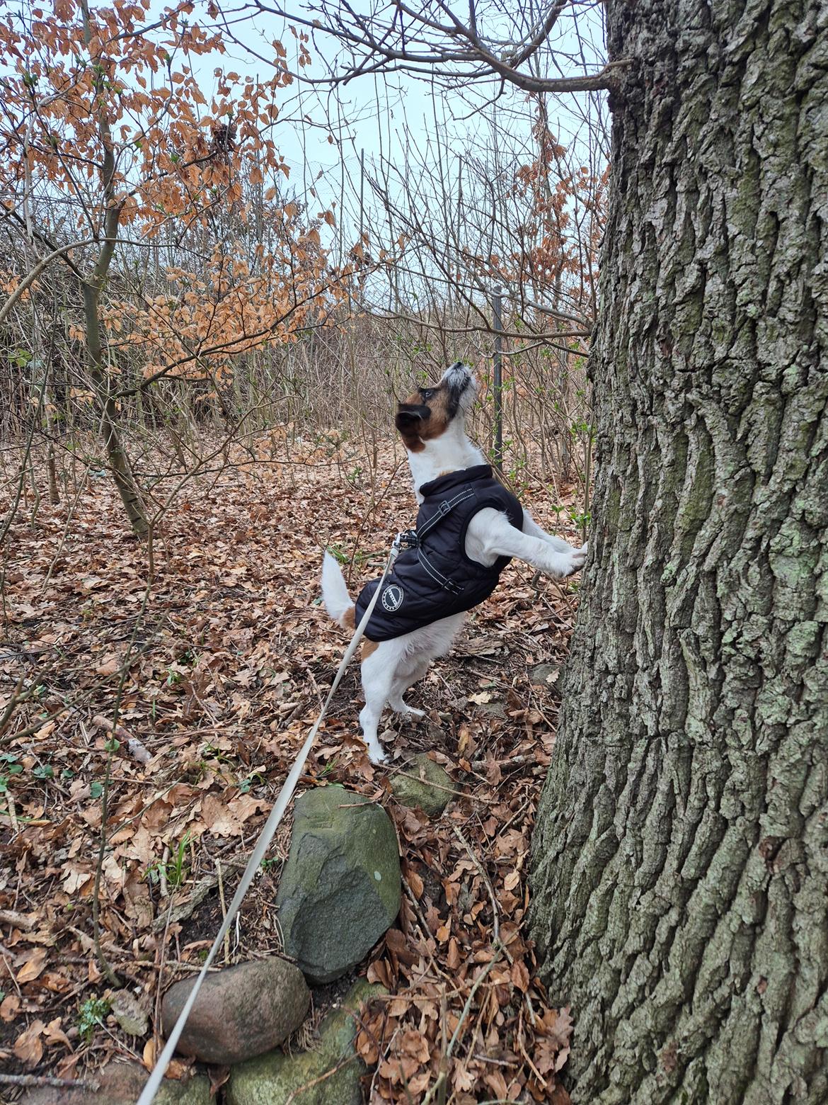 Jack russell terrier Marlo billede 14