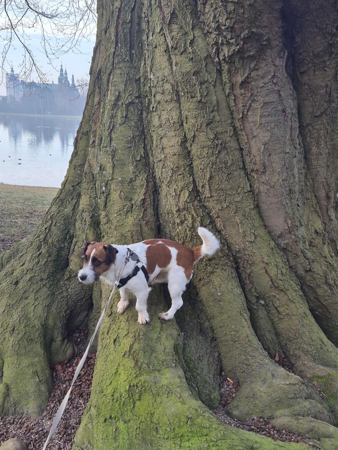 Jack russell terrier Marlo billede 17