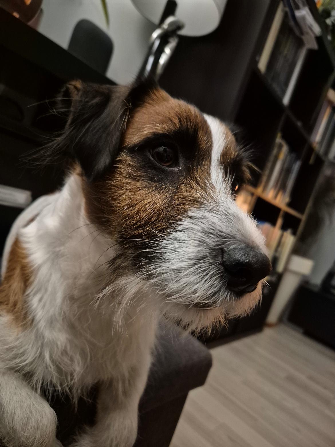 Jack russell terrier Marlo billede 13