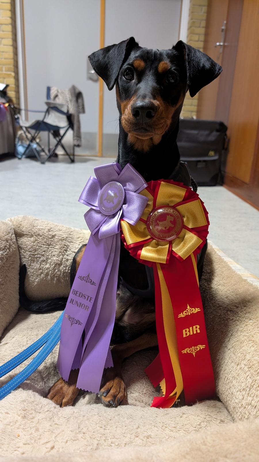 Tysk pinscher Nice and Dandy Viola - Kaldenavn: Thuja - 10 mdr. gammel, Fastelavnsskue billede 2