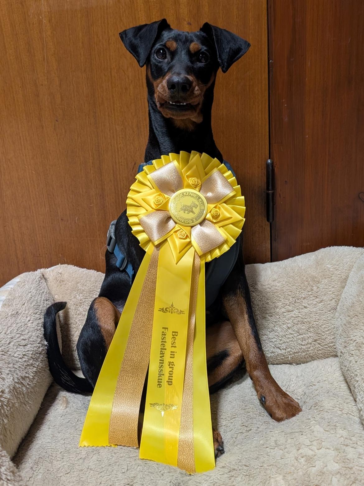 Tysk pinscher Nice and Dandy Viola - Kaldenavn: Thuja - 10 mdr. gammel, Fastelavnsskue billede 1