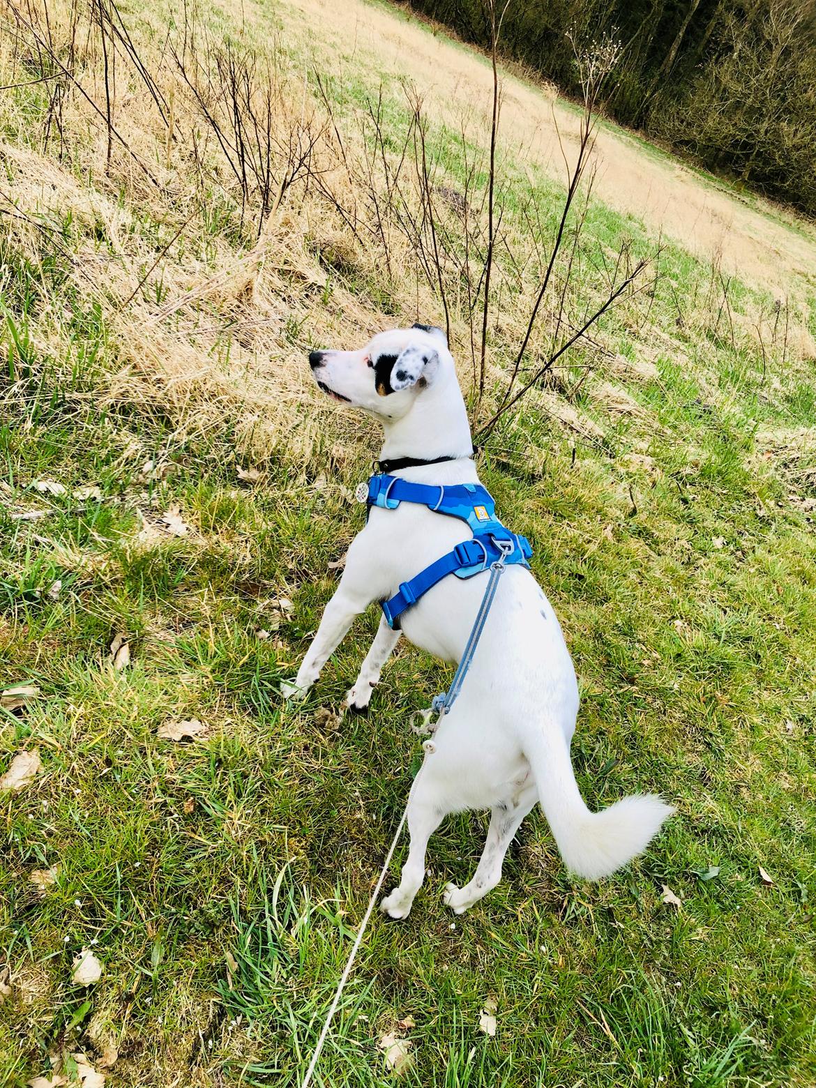 Dansk svensk gaardhund Hugin billede 18
