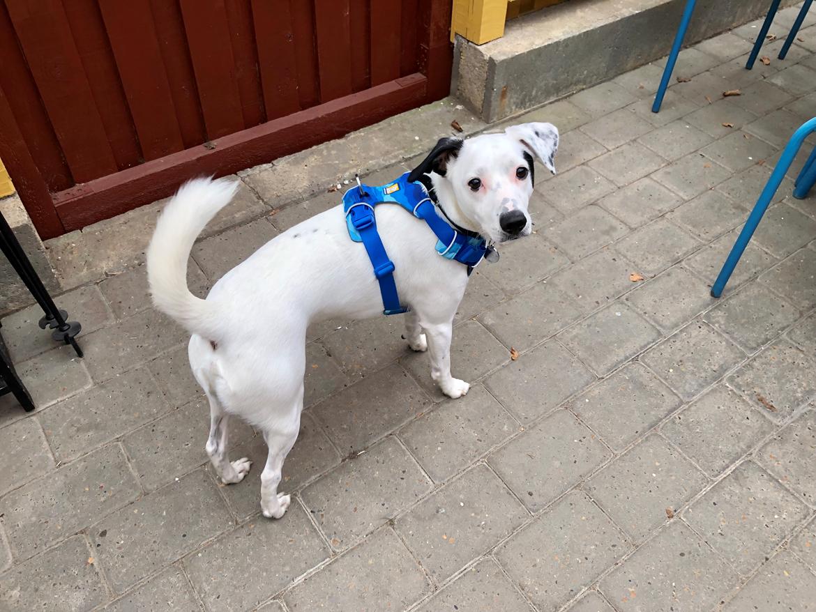 Dansk svensk gaardhund Hugin billede 20