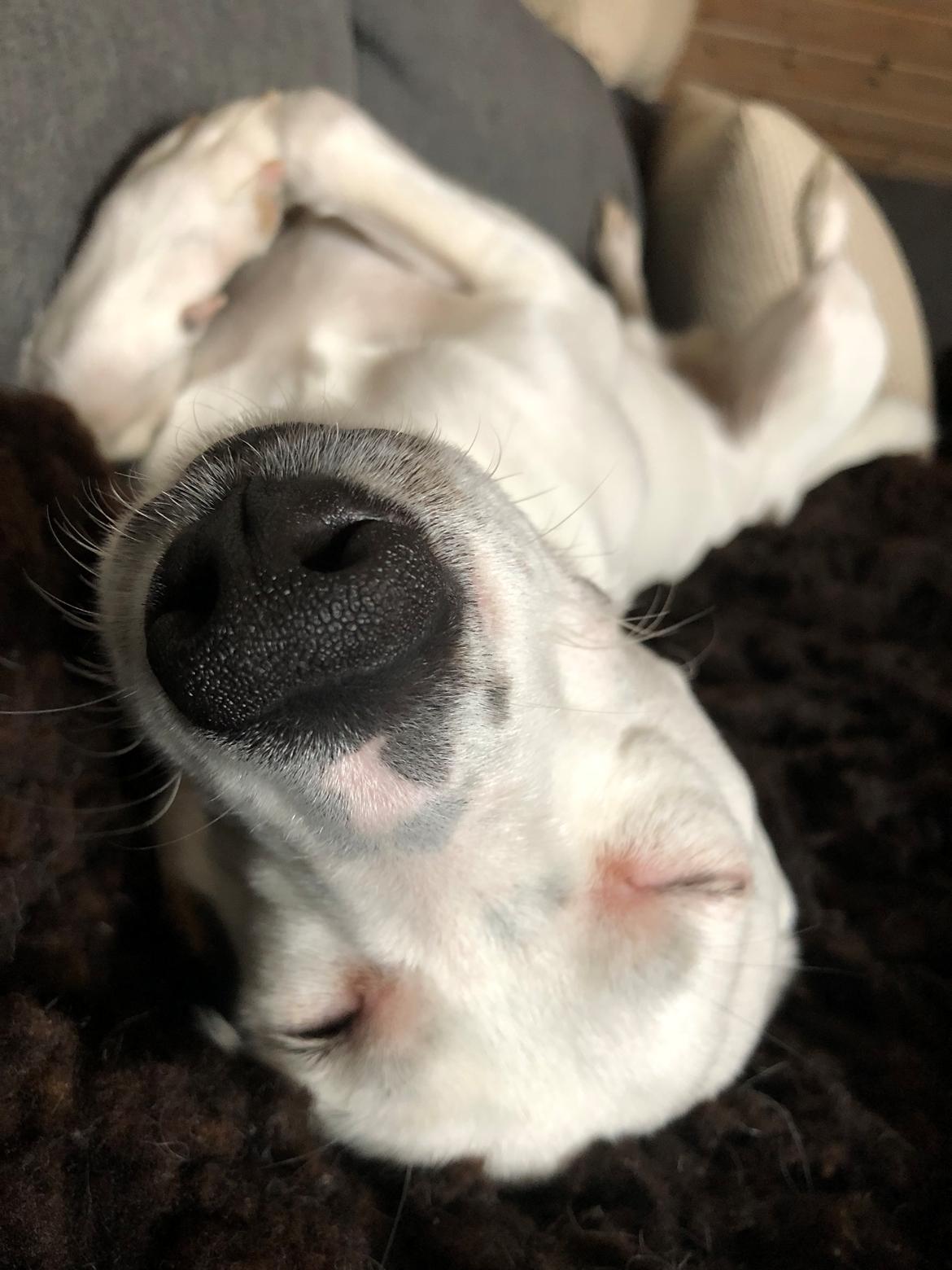 Dansk svensk gaardhund Hugin billede 21