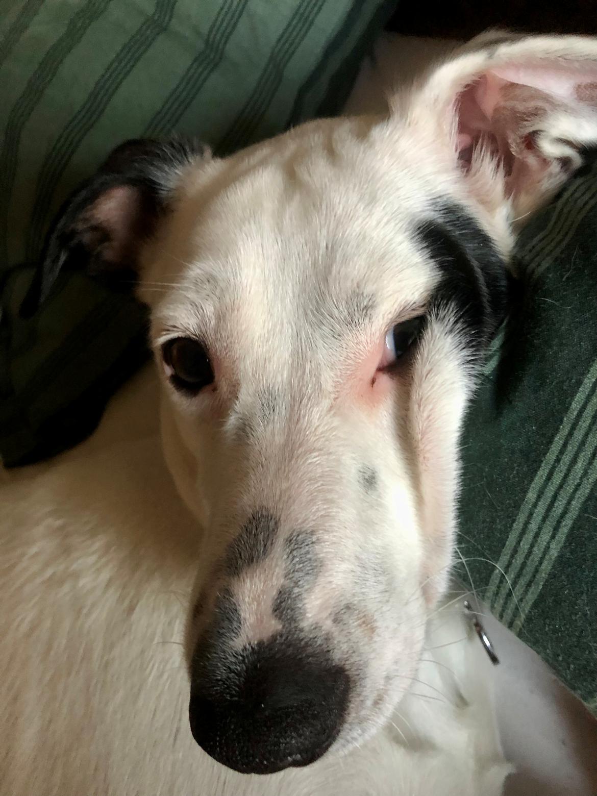 Dansk svensk gaardhund Hugin billede 22