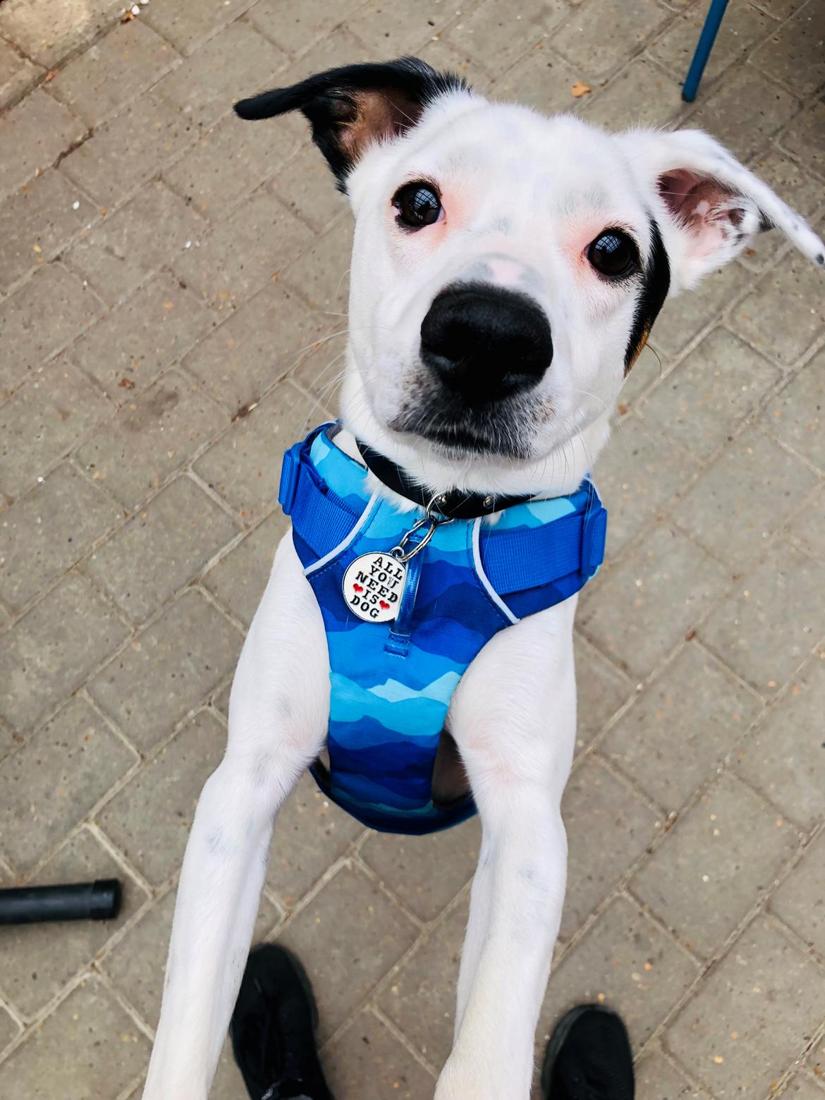 Dansk svensk gaardhund Hugin billede 19