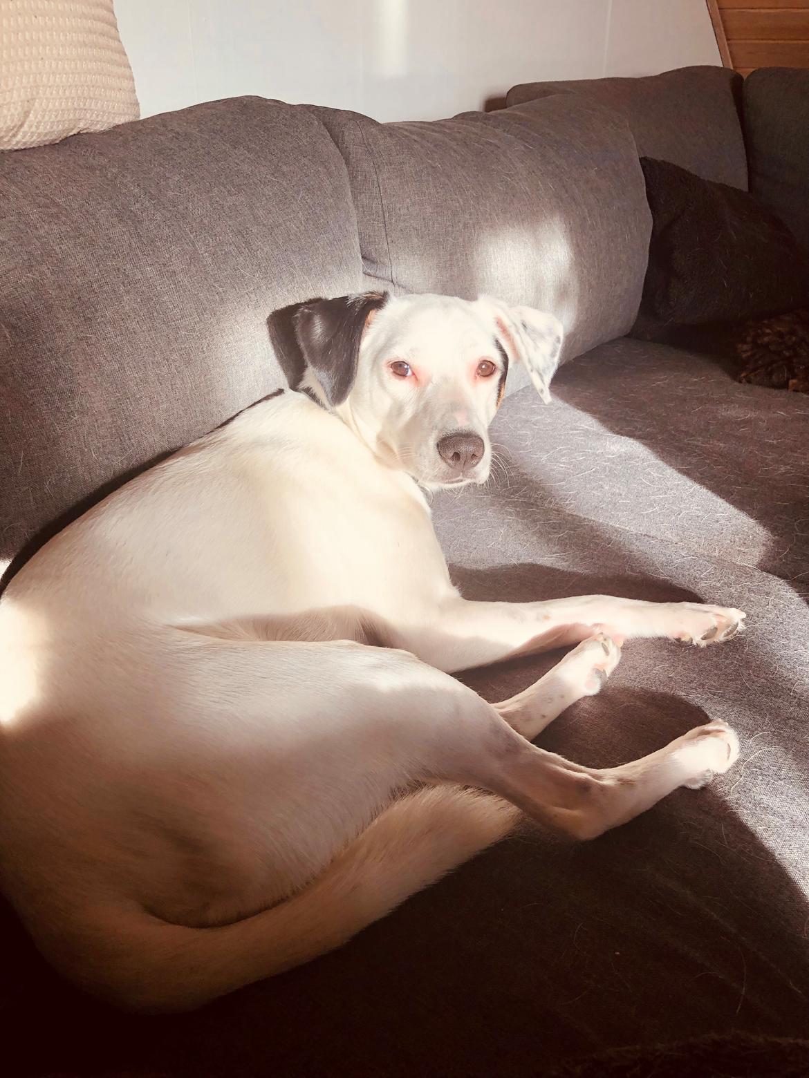 Dansk svensk gaardhund Hugin billede 24