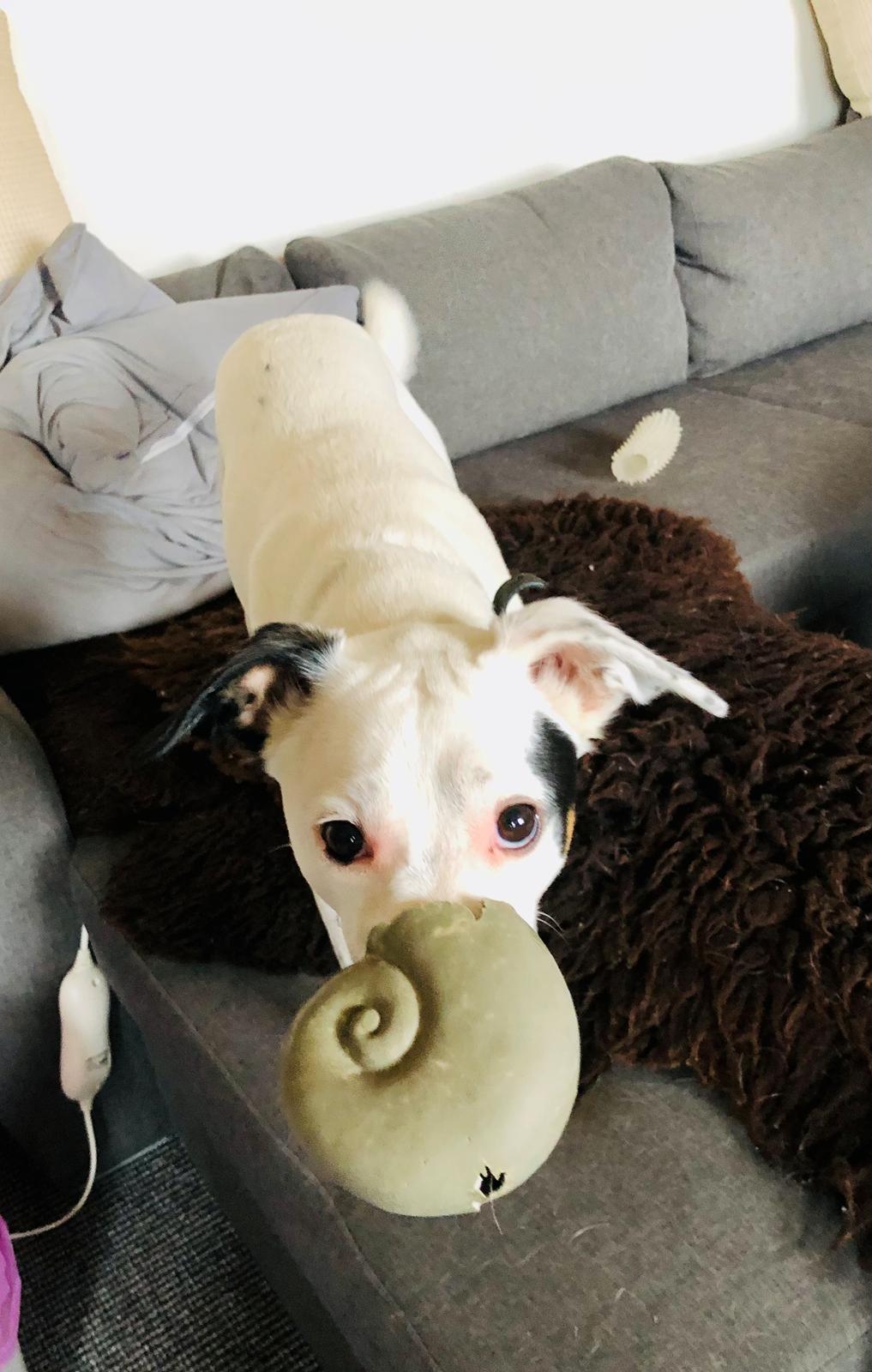 Dansk svensk gaardhund Hugin billede 23