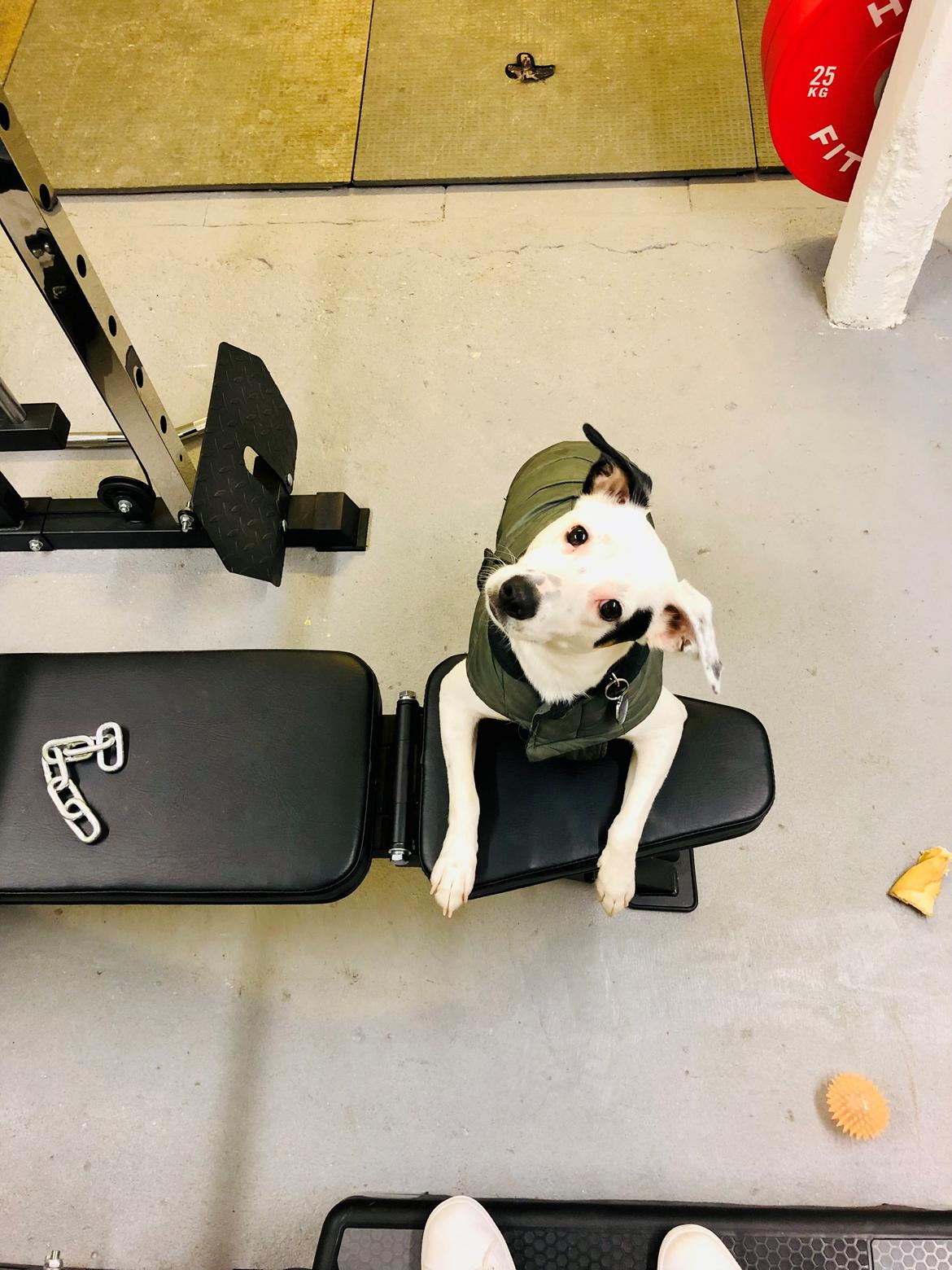 Dansk svensk gaardhund Hugin billede 26