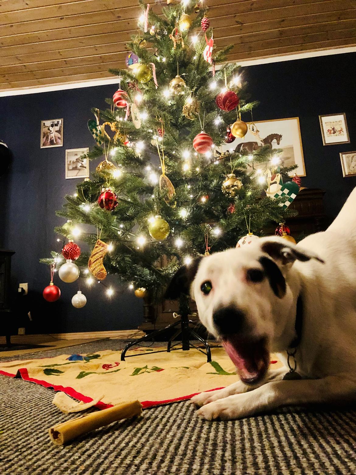 Dansk svensk gaardhund Hugin billede 27