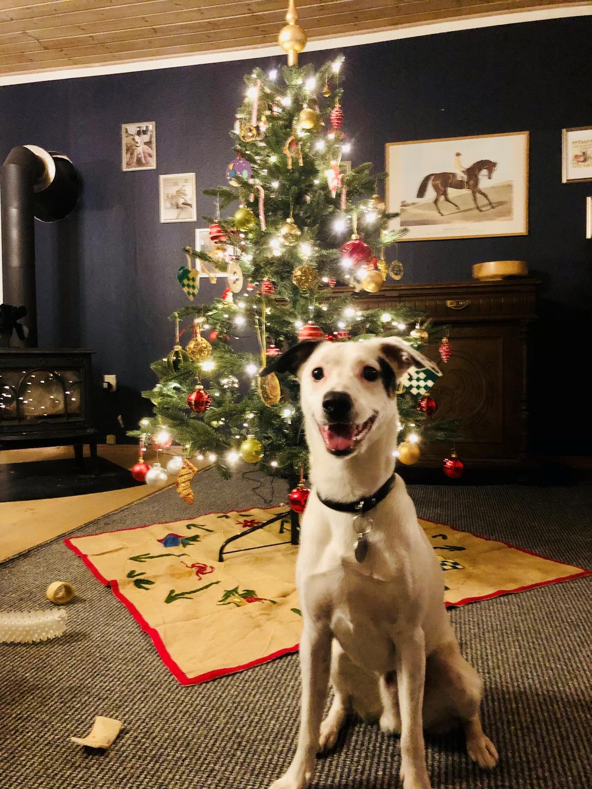 Dansk svensk gaardhund Hugin billede 28