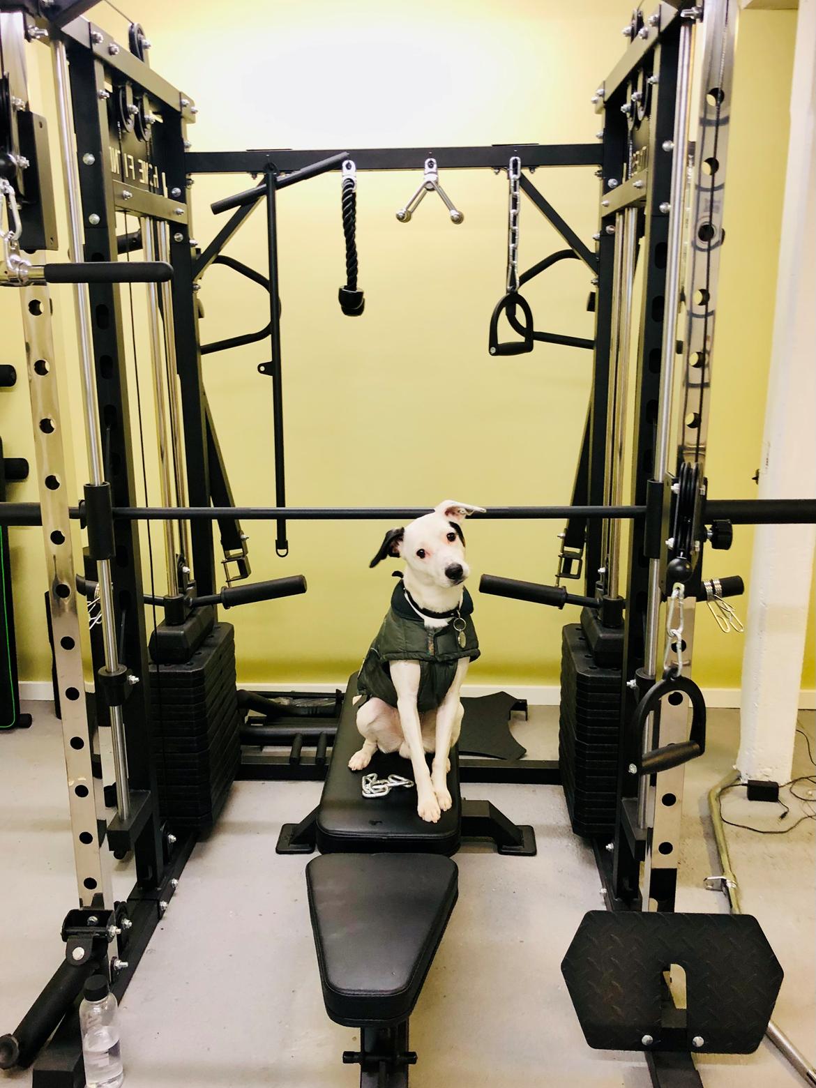 Dansk svensk gaardhund Hugin billede 25