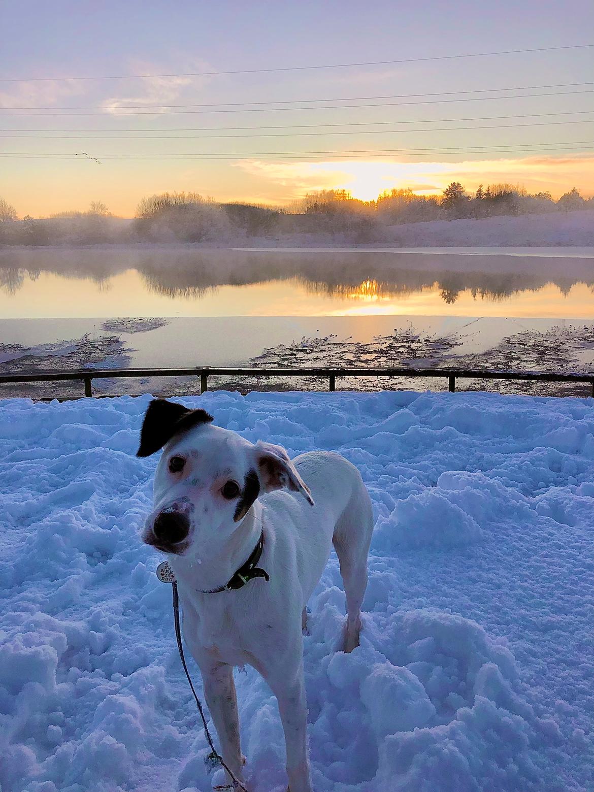 Dansk svensk gaardhund Hugin billede 29