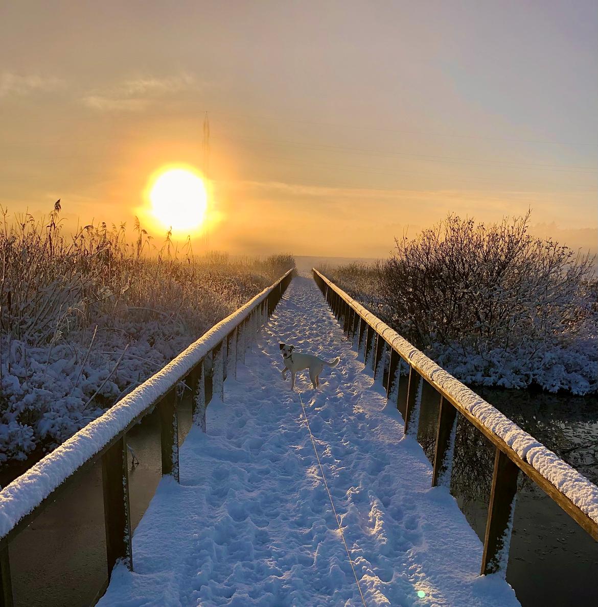 Dansk svensk gaardhund Hugin billede 30