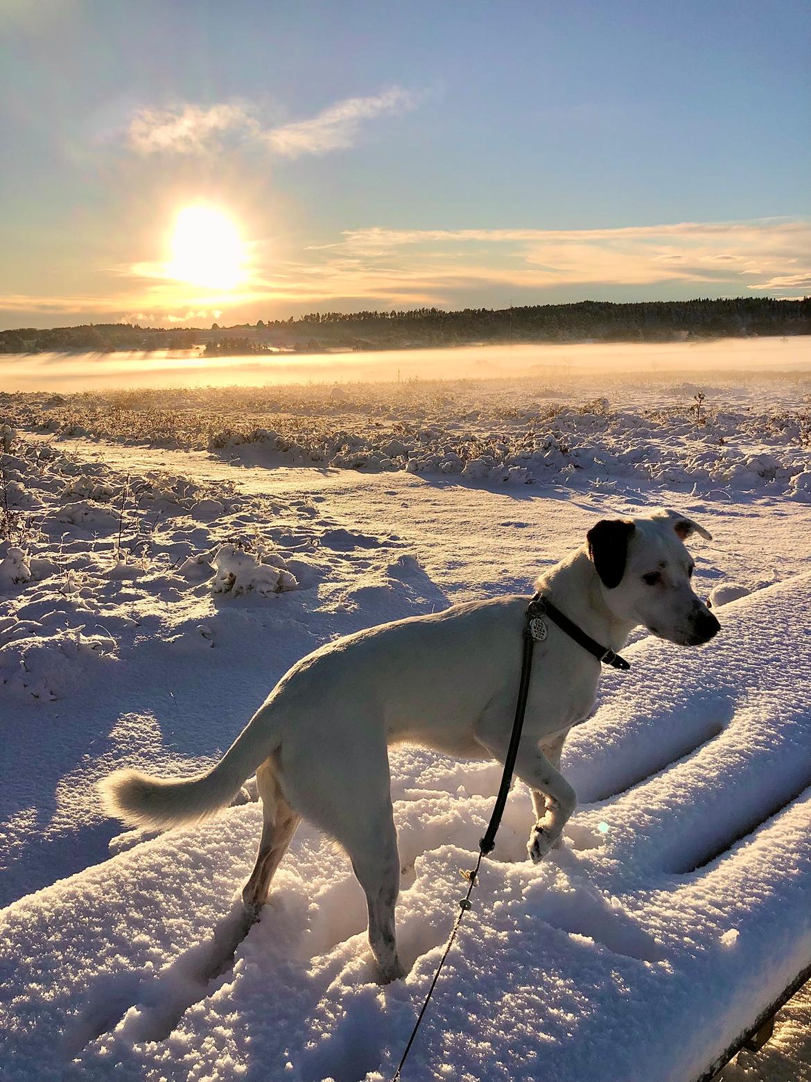 Dansk svensk gaardhund Hugin billede 31