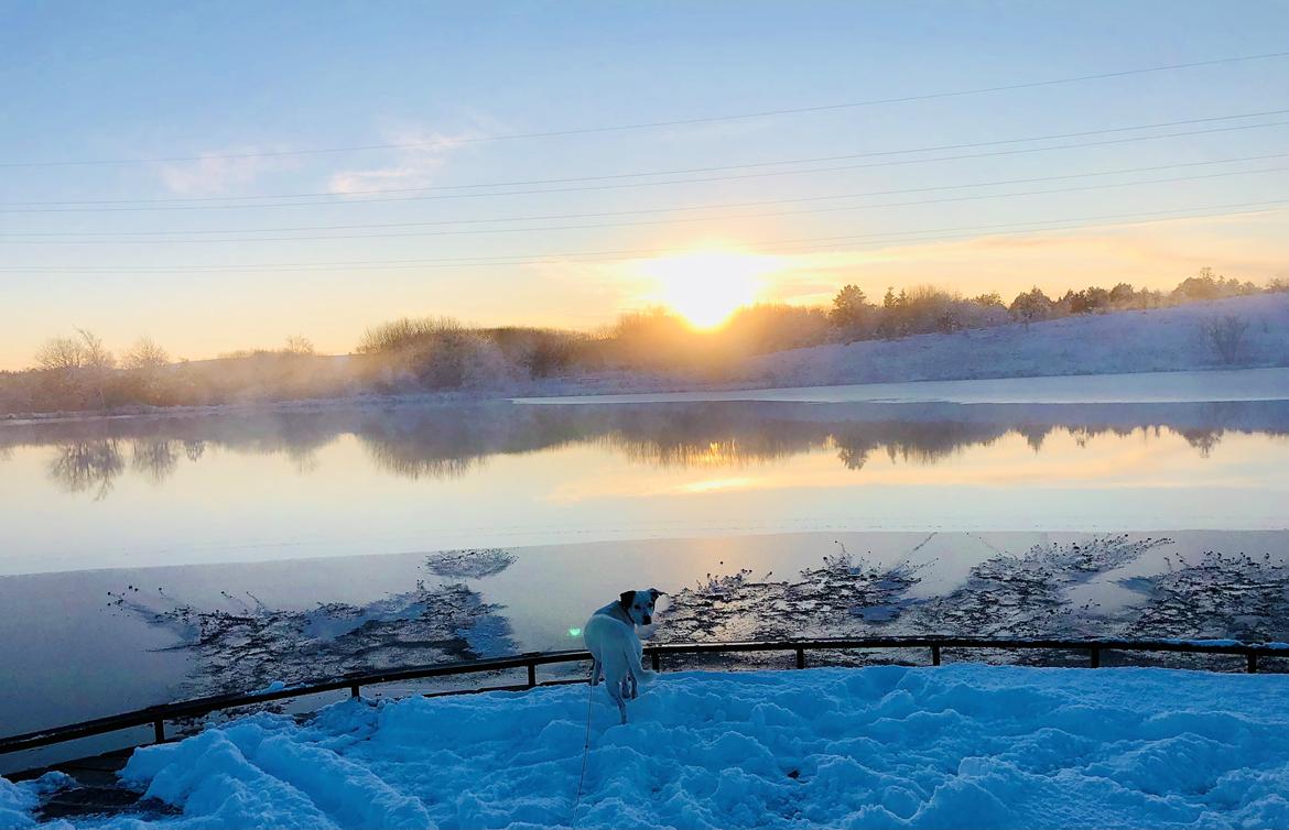 Dansk svensk gaardhund Hugin billede 32