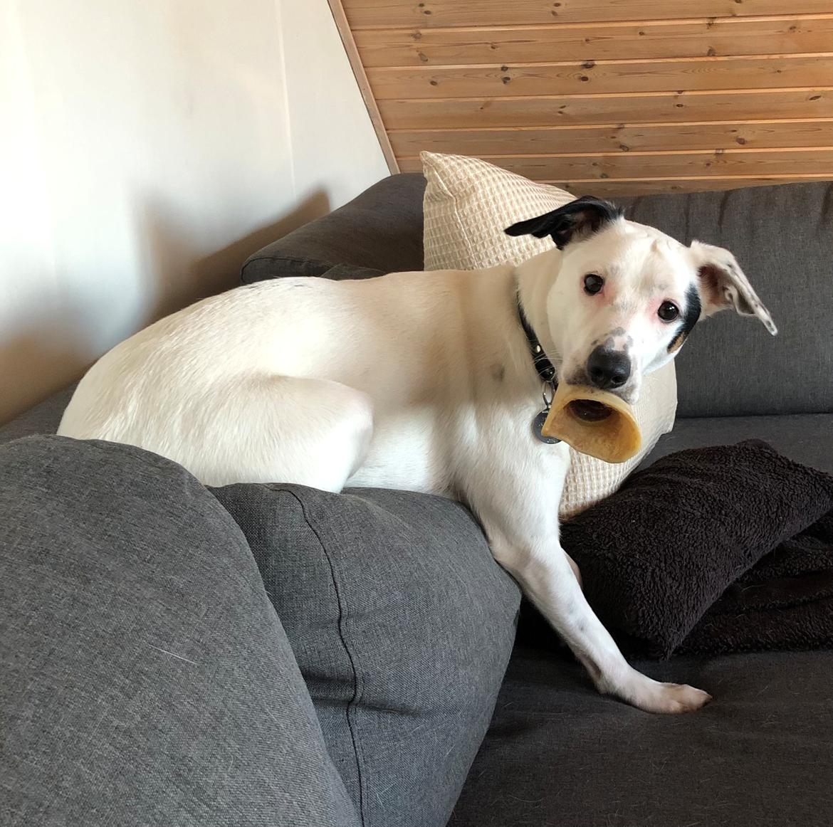 Dansk svensk gaardhund Hugin billede 34