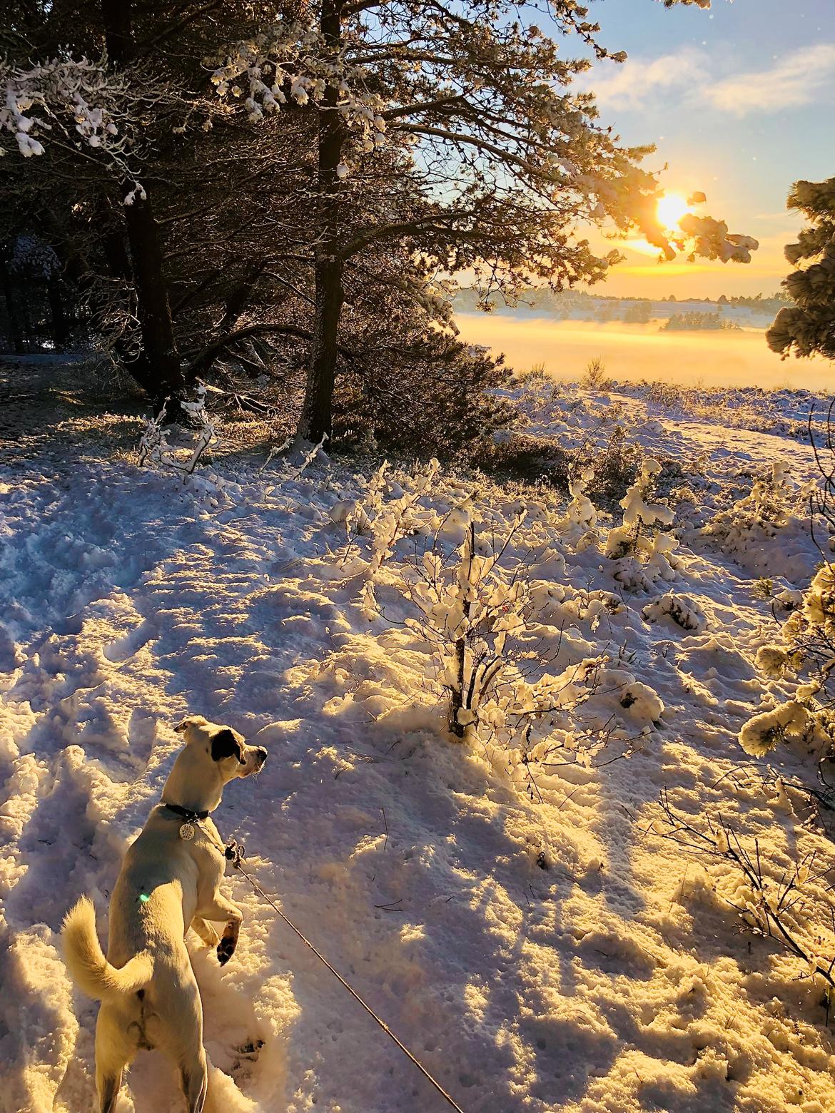 Dansk svensk gaardhund Hugin billede 33