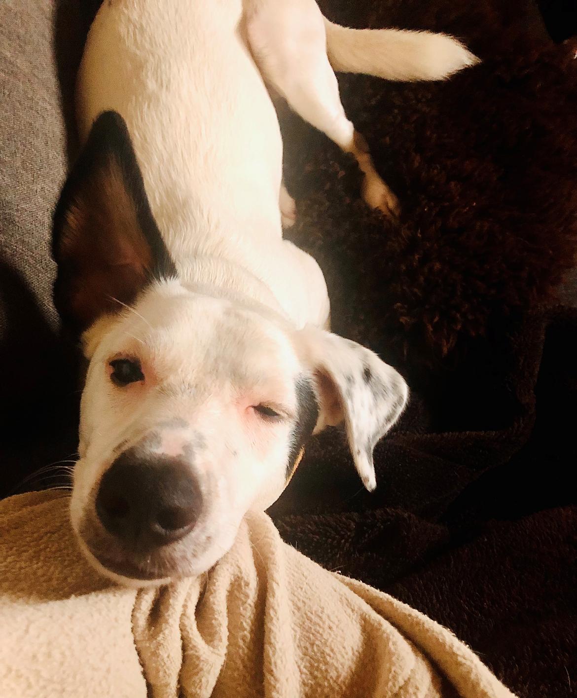 Dansk svensk gaardhund Hugin billede 35